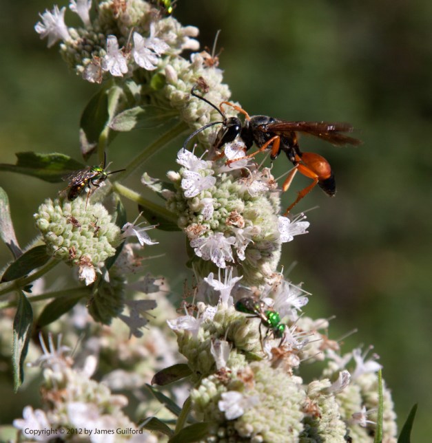 orange-wasp_9830 Photo: Orange wasp forages flowers. Photo by James Guilford.