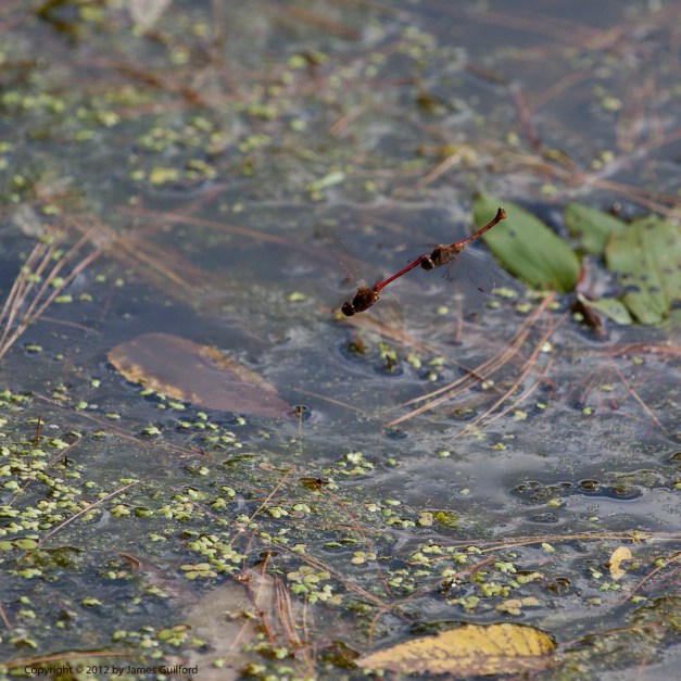 Photo: Dragonflies coupled in flight. Photo by James Guilford.