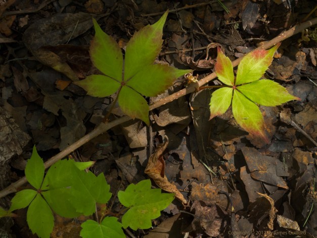 Photo: Green leaves beginning to change color. Photo by James Guilford.