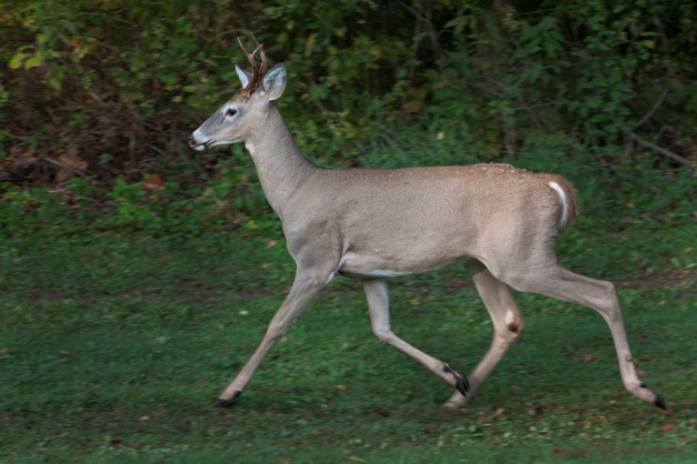 Photo: Young buck Whitetail Deer trotting. Photo by James Guilford.