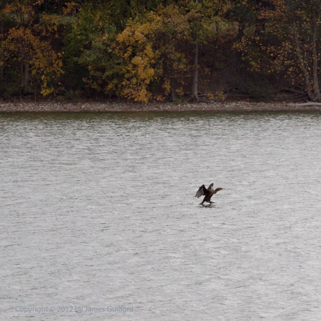 cormorant-1_1305 Photo: Double-Crested Cormorant landing. Photo by James Guilford.