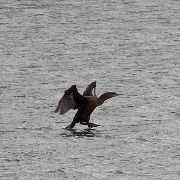 cormorant-2_1305 Photo: Double-Crested Cormorant landing. Photo by James Guilford.