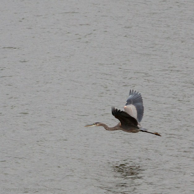 delta_great-blue_1292 Photo: Great Blue Heron in low flight. Photo by James Guilford.