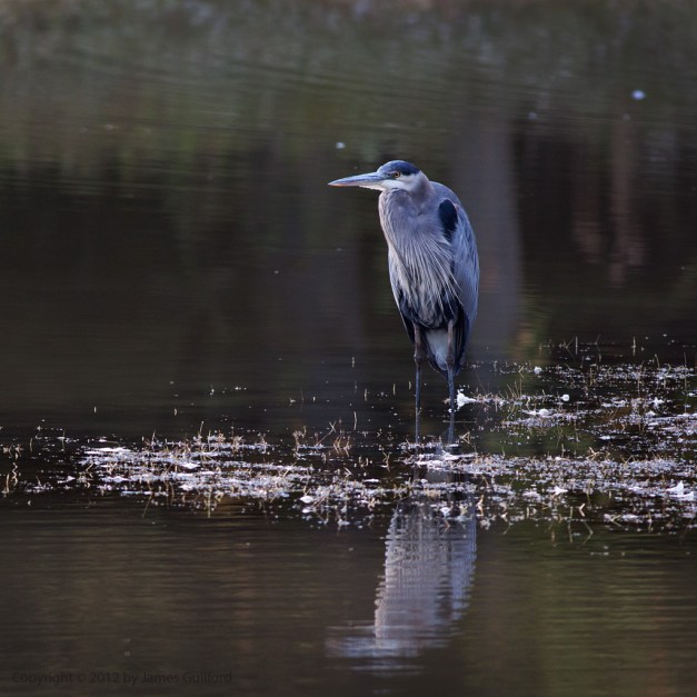 Photo: Great Blue Heron on a sand bar. Photo by James Guilford.