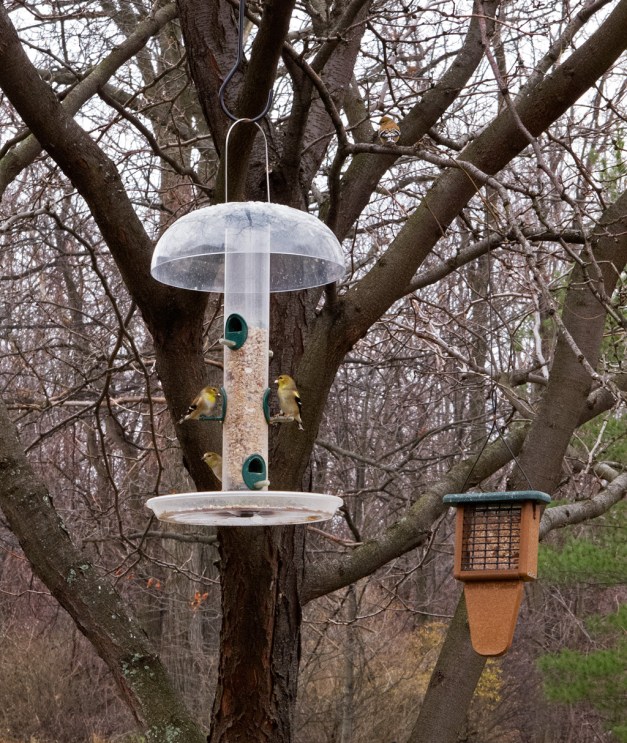 Photo: Goldfinches on bird feeder. Photo by James Guilford.