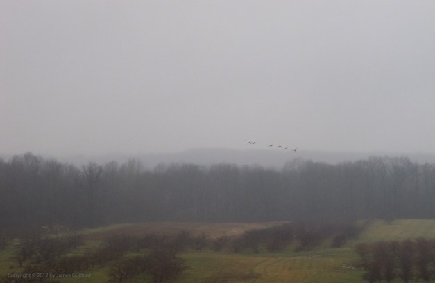 Photo: Misty afternoon scene with geese aflight. Photo by James Guilford.