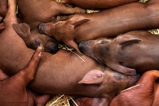 Photo: Piglets pile together for a nap. Photo by James Guilford.