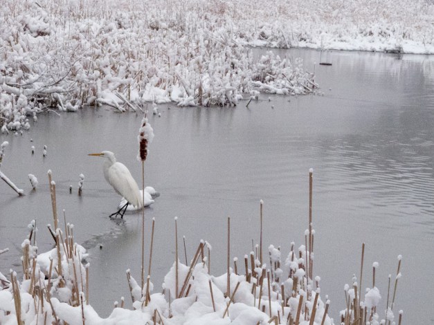 Photo: Great Egret fishing snowy pond. Photo by James Guilford.