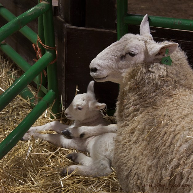 Photo: Mother sheep restrains her lamb using her leg. Photo by James Guilford.