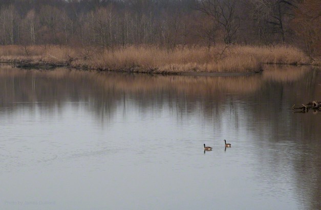 Photo: Geese on a still lake. Photo by James Guilford.