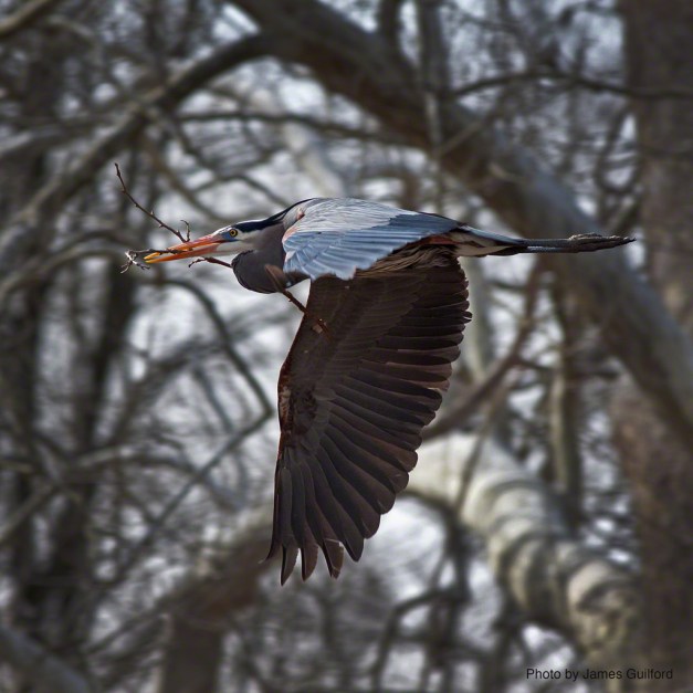 Photo: Great Blue Heron with trees in background. Photo by James Guilford.
