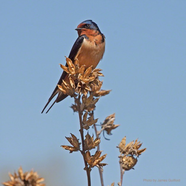 Photo: Barn Swallow. Photo by James Guilford.