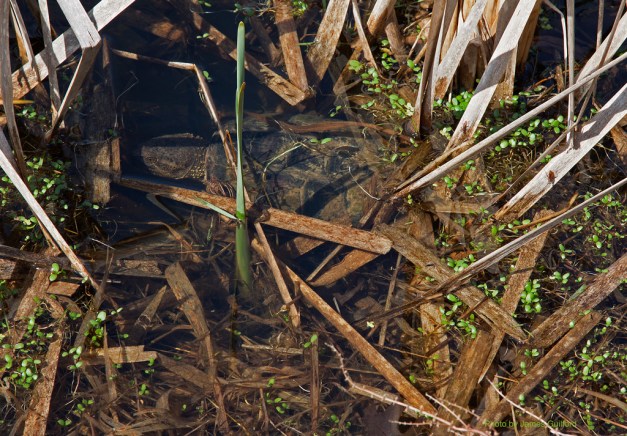 Photo: Snapping Turtle. Photo by James Guilford.