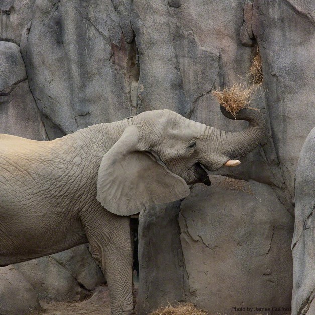 Photo: Zoo elephant fetching hay. Photo by James Guilford.