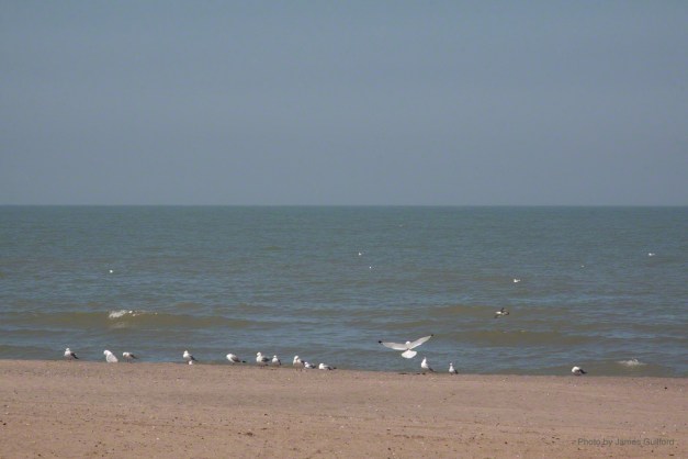 Photo: Group of gulls is joined by a latecomer on a Lake Erie beach. Photo by James Guilford.