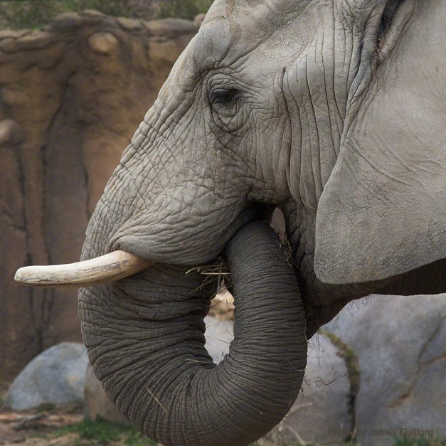 Photo: Zoo elephant with trunk in mouth. Photo by James Guilford.