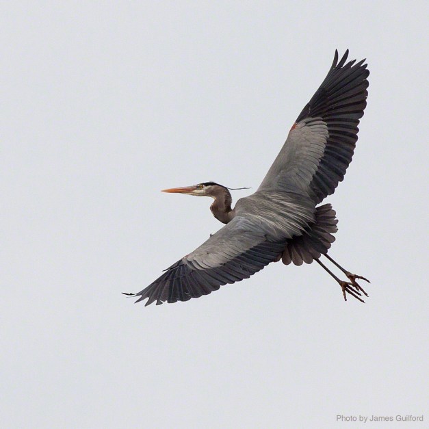 Photo: Great Blue Heron in flight. Photo by James Guilford.