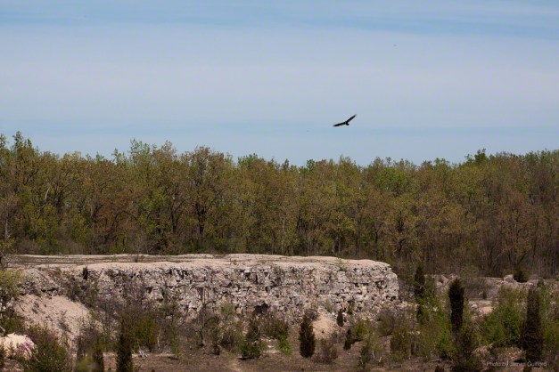 Photo: Buzzard soaring over cliff. Photo by James Guilford