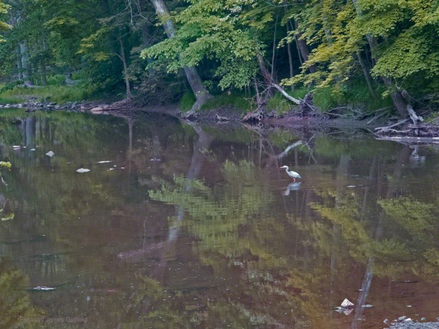 Photo: Great Blue Heron standing in shallow river water. Photo by James Guilford.