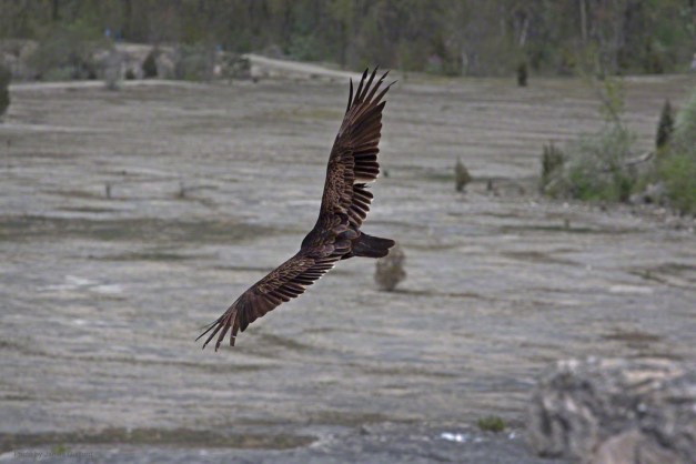 Photo: Vulture glides over quarry. Photo by James Guilford.