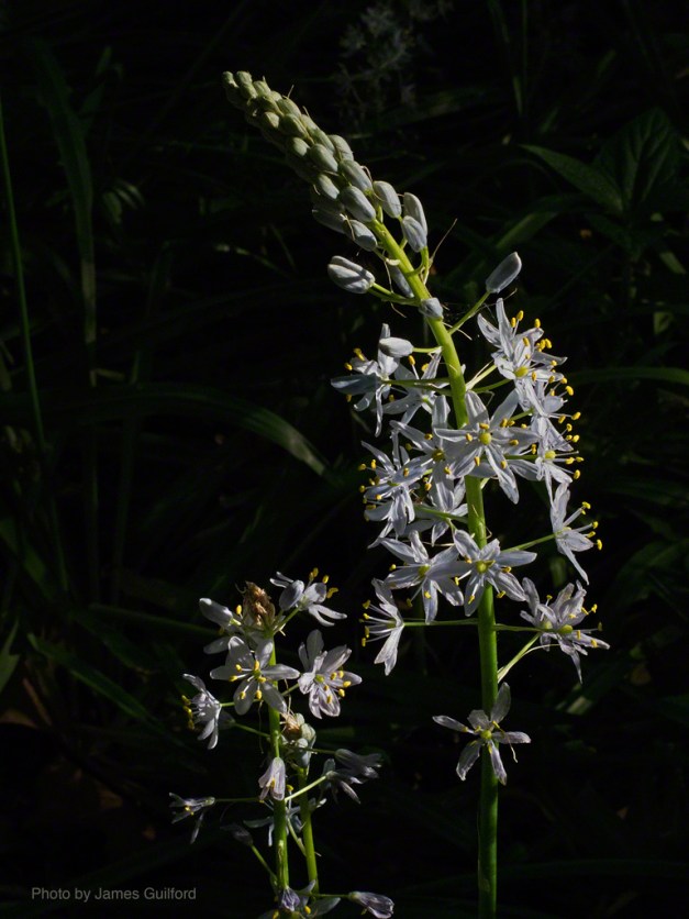 PHoto: A spike of Wild Hyacinth