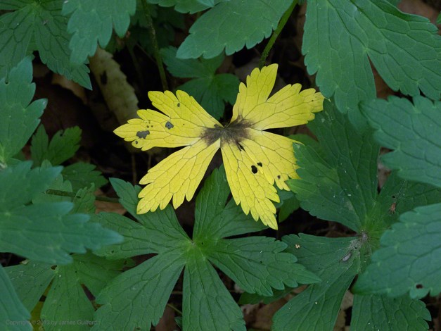 Photo: Colorful leaf amongst the green. Photo by James Guilford.