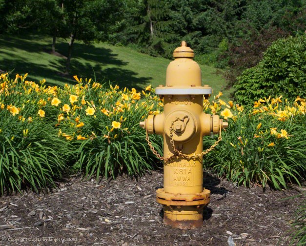 Photo: Yellow fire hydrant with yellow flowers. Photo by James Guilford.