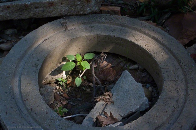 Photo: Tiny plant sprouting in a desolate environment. Photo by James Guilford.