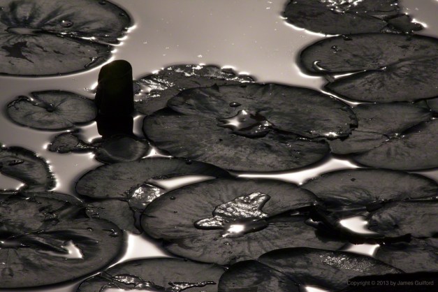 Photo: Lily pads with strong backlighting. Photo by James Guilford.