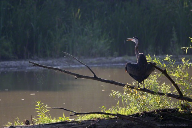 Photo: Great Blue Heron in morning sun. Photo © by James Guilford.