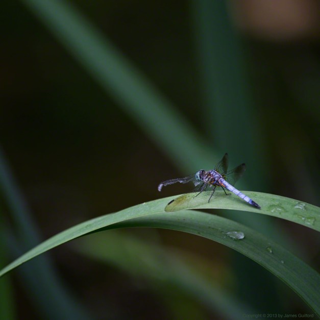 Photo: Dragonfly with damaged wing rests on a water plant. Photo by James Guilford.