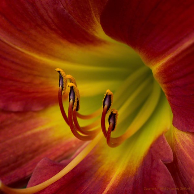 Photo: Close-up of the center of a lily flower. Photo by James Guilford.