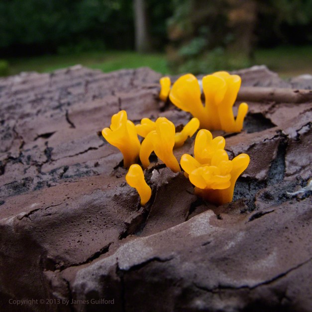 Photo: Tiny orange fungi on the top of a fence post. Photo by James Guilford.