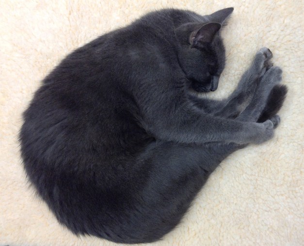 Photo: Cat in fetal position, napping. Photo by James Guilford