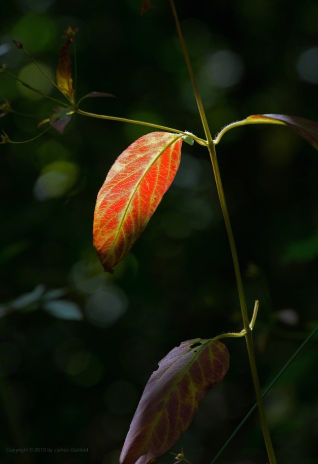 Photo: Colorful leaf with dark background. Photo by James Guilford.