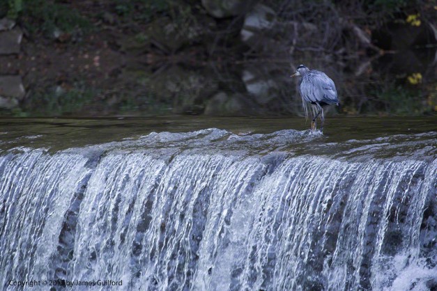 Photo: Great Blue Heron at the top of a waterfall. Photo by James Guilford.