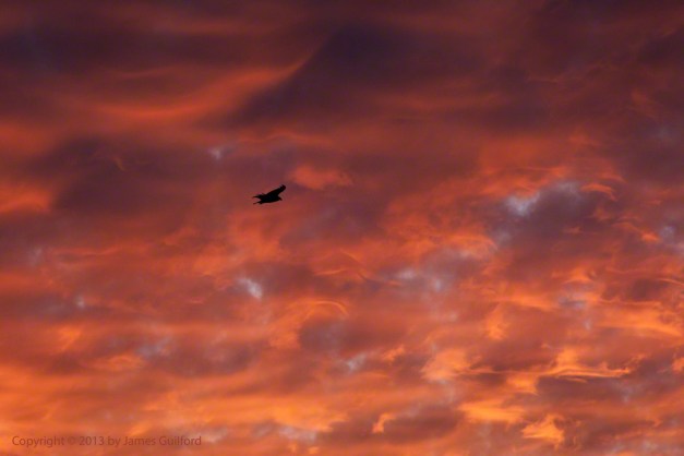 Photo: Vulture flies against fiery sky. Photo by James Guilford.