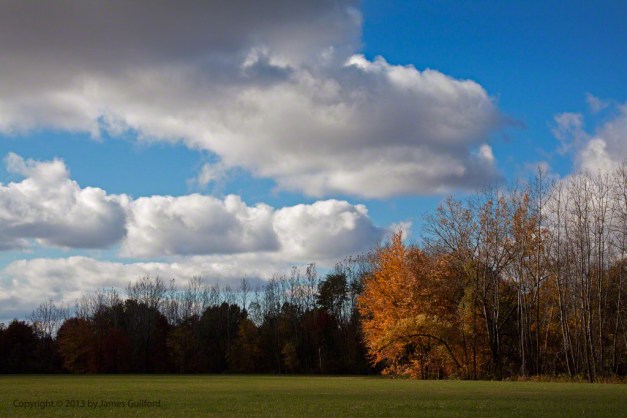 Photo: Colorful tree lit by a spot of sunlight. Photo by James Guilford.