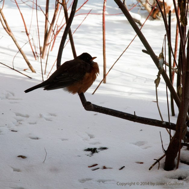 Photo: American Robin on a frigid winter's day. Photo by James Guilford.