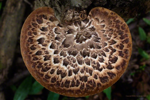 Photo: Intricately-marked shelf fungus. Photo by James Guilford.