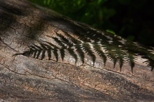 Photo: The shadow of a fresh fern rests upon the trunk of a fallen tree. Photo by James Guilford.