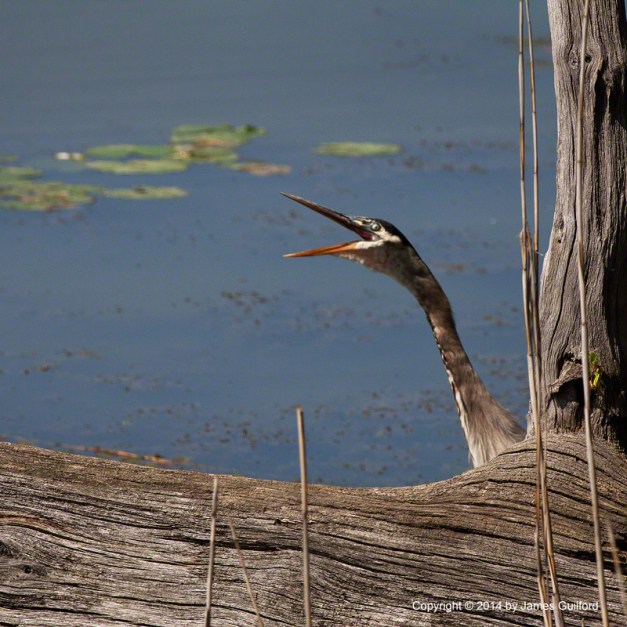 Photo: A Great Blue Heron peers from behind a fallen tree. Photo by James Guilford.