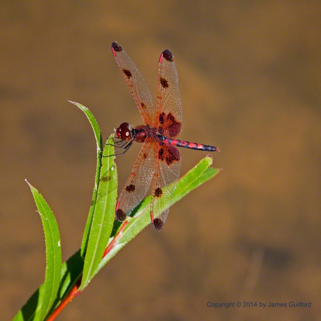 Photo: Calico Pennant dragonfly. Photo by James Guilford.