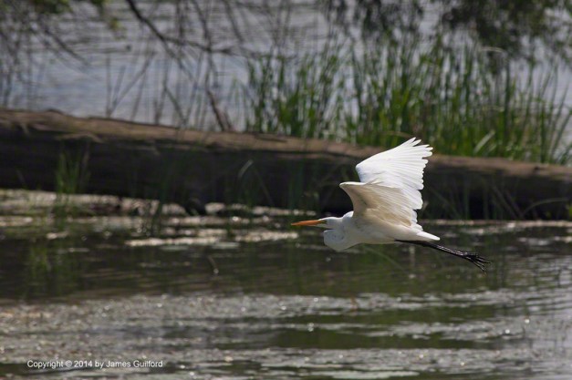 Photo: Great Egret in flight over wetland. Photo by James Guilford.
