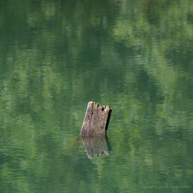 Photo: A chunk of wood submerged in green pond waters. Photo by James Guilford.