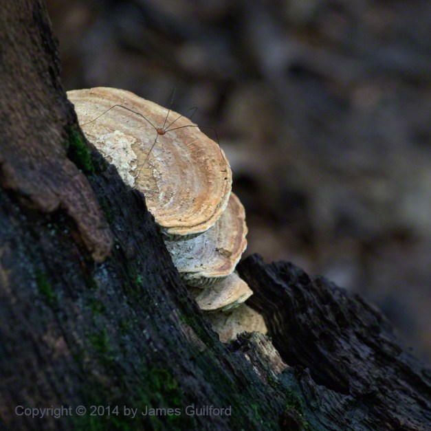 Photo: A Harvestman rests upon shelf fungus. Photo by James Guilford.
