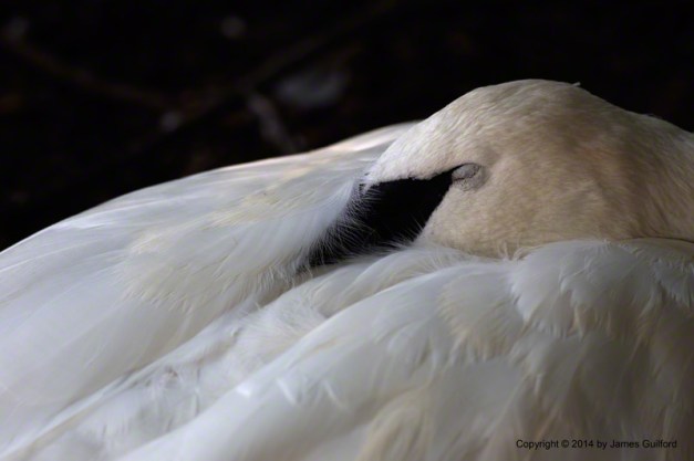 Photo: Sleeping Trumpeter Swan at Cleveland Metroparks Zoo. Photo by James Guilford.