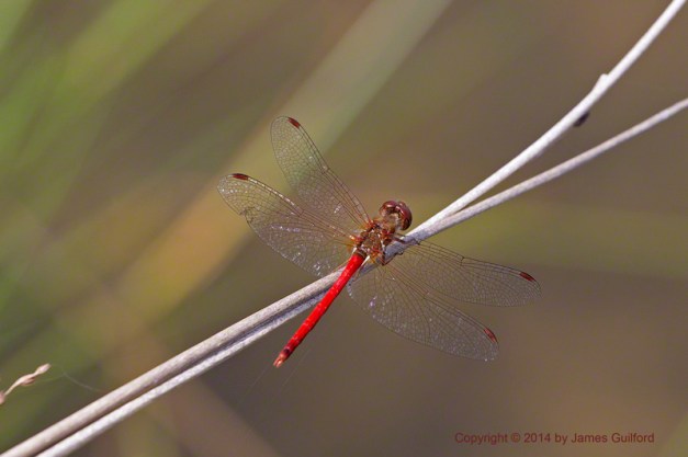 Photo: Yellow-Legged Meadowhawk dragonfly. Photo by James Guilford.