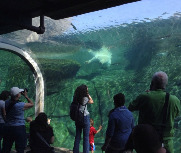 Photo: Columbus Zoo visitors watch Polar Bear swimming from below. Photo by James Guilford.