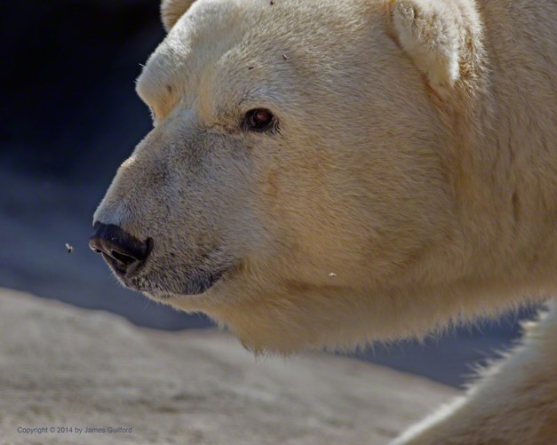 Photo: Flies pester a Polar Bear at the Columbus (Ohio) Zoo. Photo by James Guilford.